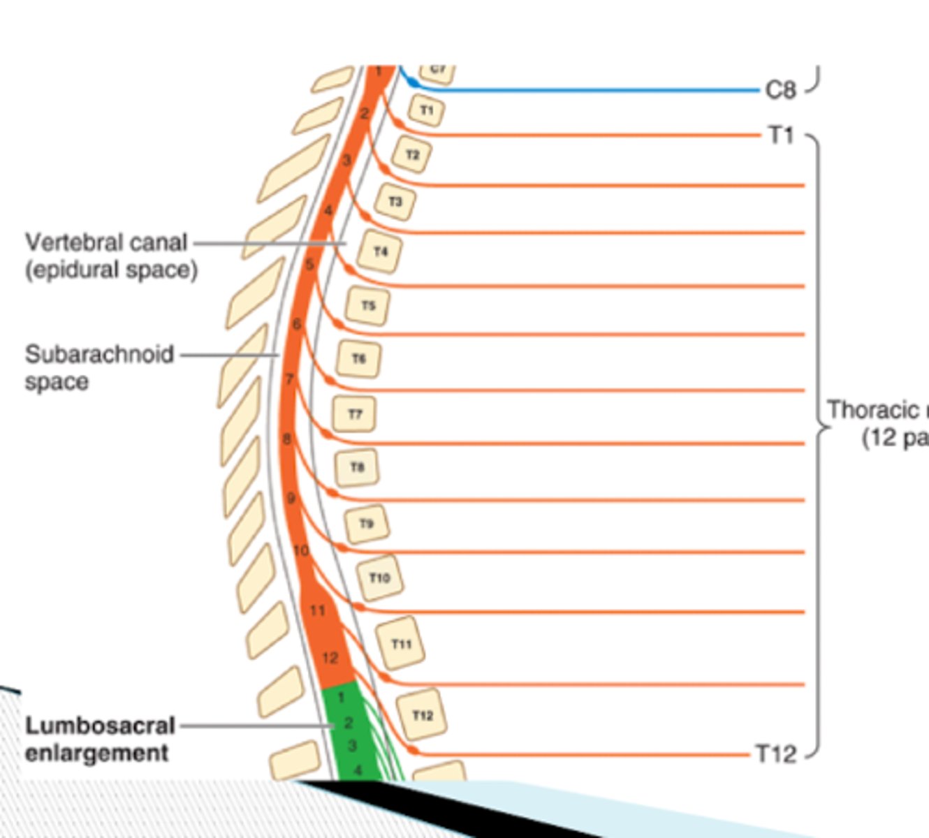 <p>T1-T12 nerves exit _________(inferiorly/superiorly) to the corresponding vertebrae</p>