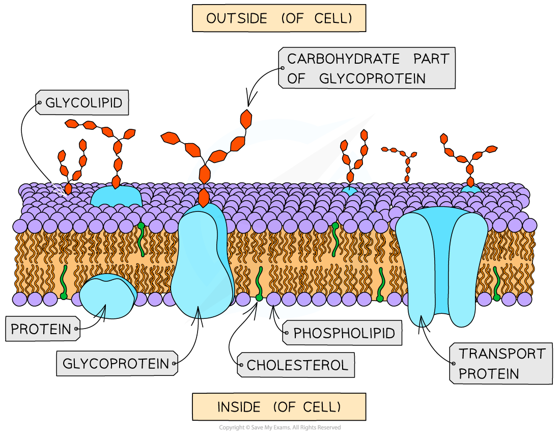 <p>function of the <strong>cell surface membrane </strong></p>