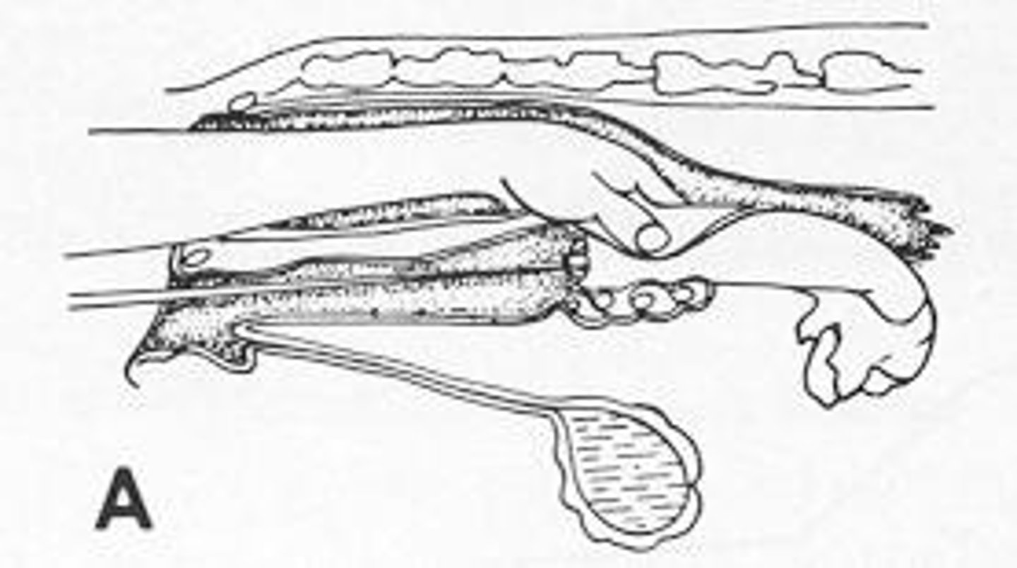 <p>A technique for AI that involves entering the rectum to locate the cervix for insemination.</p>