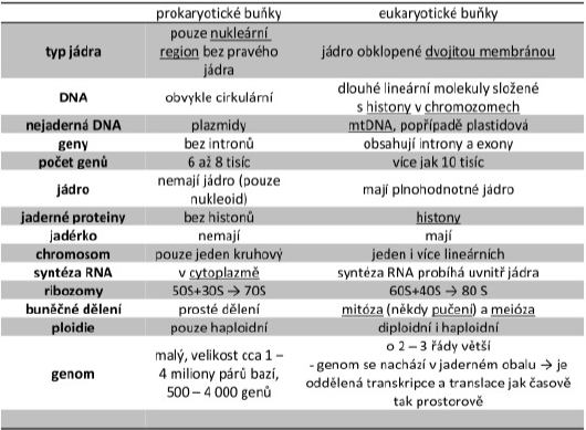 <p>Rozdiely medzi pro- a eukaryotickými bunkami</p>