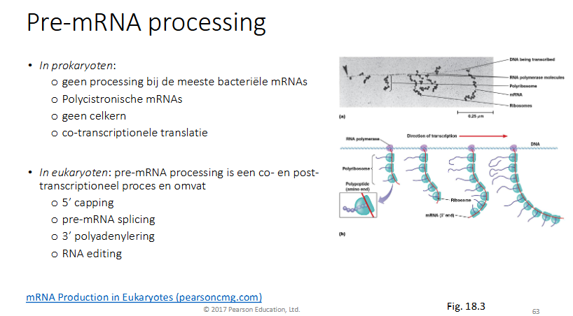 <ul><li><p>pro</p><ul><li><p>geen processing (mRNA wordt gemaakt en meteen door ribosomen vertaald), tijdens de transcriptie kan al translatie gebeuren (polyribosoom)</p></li><li><p>polycicstronische mRNAs (draagt code voor meerdere eiwitten)</p></li><li><p>geen celkern</p></li><li><p>co-transcriptionele translatie</p></li></ul></li><li><p>Eu: pre-mRNA processing is een co- en post-transcriptioneel proes en omvat</p><ul><li><p>5’ capping</p></li><li><p>pre-mRNA splicing</p></li><li><p>3’ polyadenylering</p></li><li><p>RNA editing</p></li></ul></li></ul><p></p>