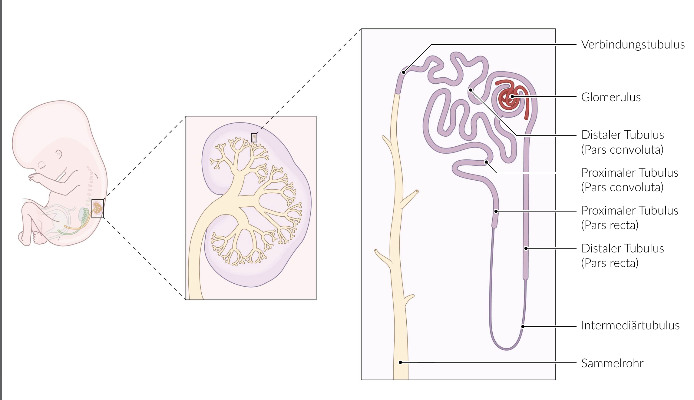 <p>E. It develops from the Müllerian ducts.</p>