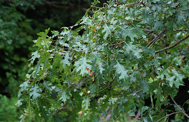 <p>Deciduous tree, 40-80 ft (12-24 m), open, rounded crown, may be a shrub at high elevations, to 15 ft (4.5 m). Bark dark gray or black, smooth on young trees and broad, irregularly plated ridges. &nbsp;&nbsp;Leaves alternate, simple, 8-15 cm long, sharply cut into 7-11 lobes, which toothed, each tooth ending in a bristle, base often obtuse or wedge-shaped, upper surface glossy green, paler below, both surfaces of young leaves sometimes pubescent and dusty rose or soft pink, autumn color is yellow or yellow orange.&nbsp;&nbsp;Fruit (acorn) 2-3.5 cm long, cup encloses about half the nut; acorns mature in the second year.</p>