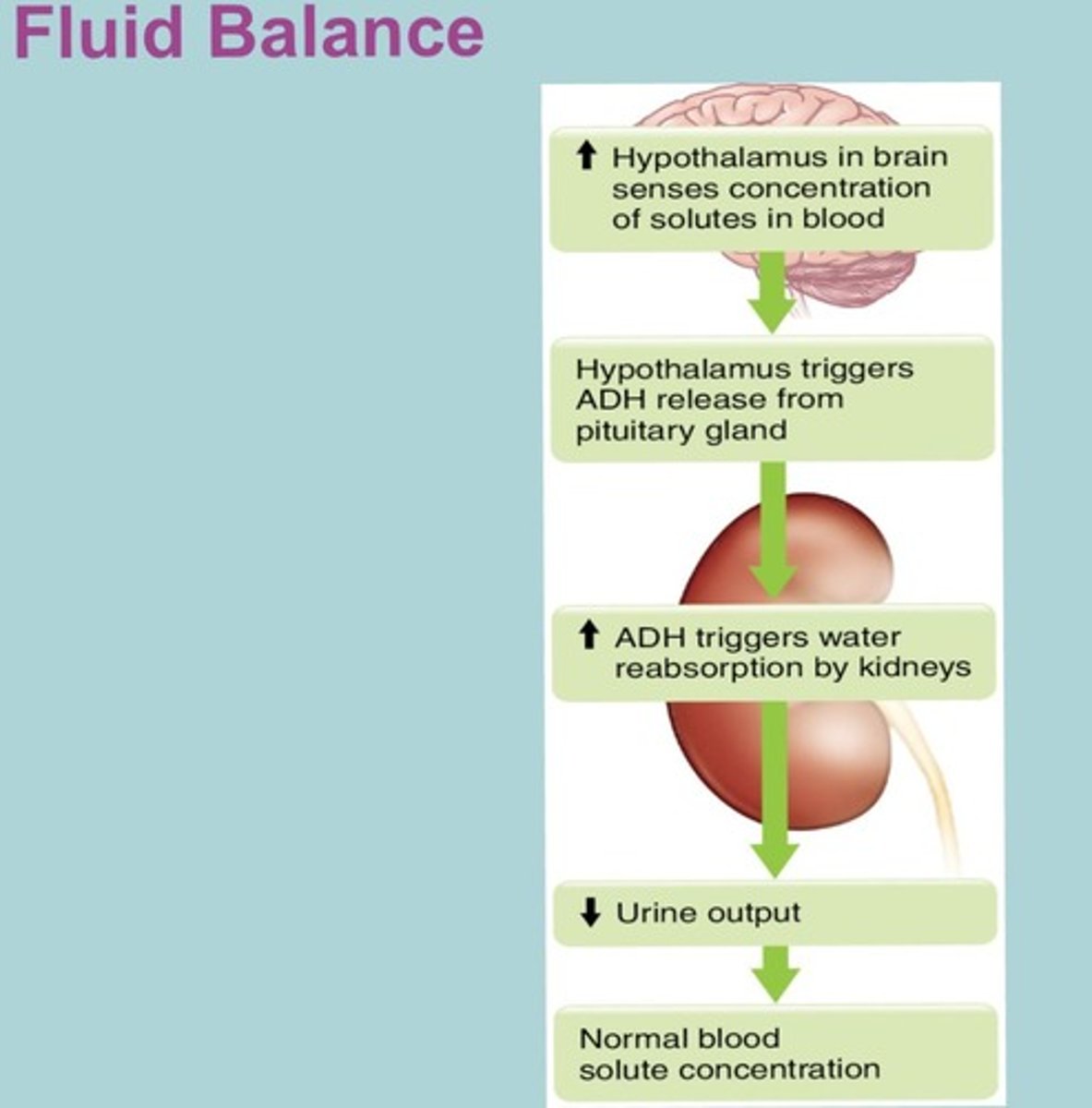 <p>ADH helps regulate water retention in the body.</p>