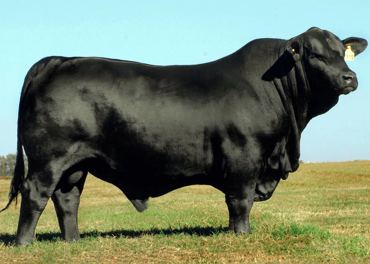 <p>What Beef Breed is this?</p>