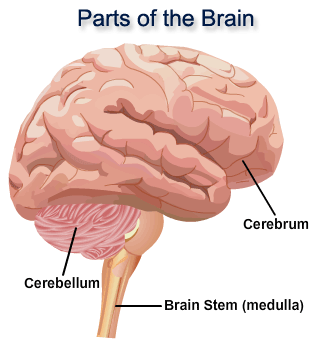 <p>Consists of three main regions:<br />
Cerebrum, cerebellum, and medulla oblongata</p>
