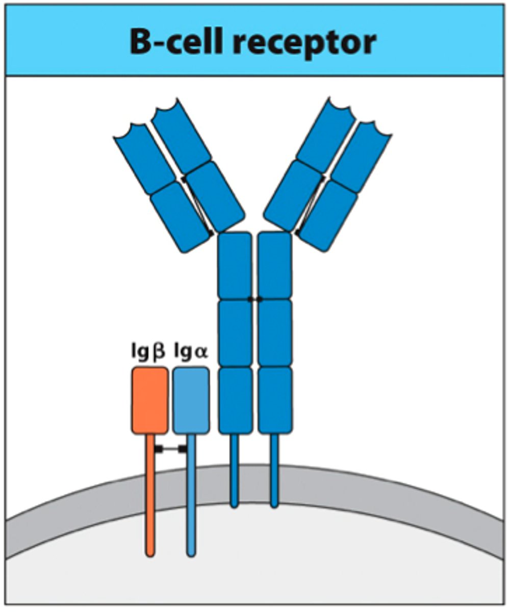 <p>The molecules commonly involved in both cell signaling and the regulation of the cell cycle are protein kinases.</p>