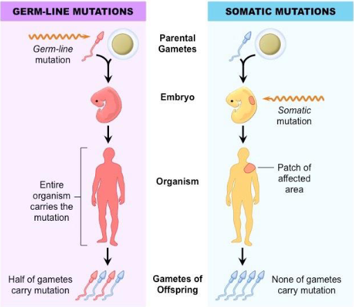 <p>In multicellular organisms:<br>Only mutations in the germ cells will be passed along to future offspring.<br>Mutations in somatic cells are only passed to daughter cells in that individual.</p>