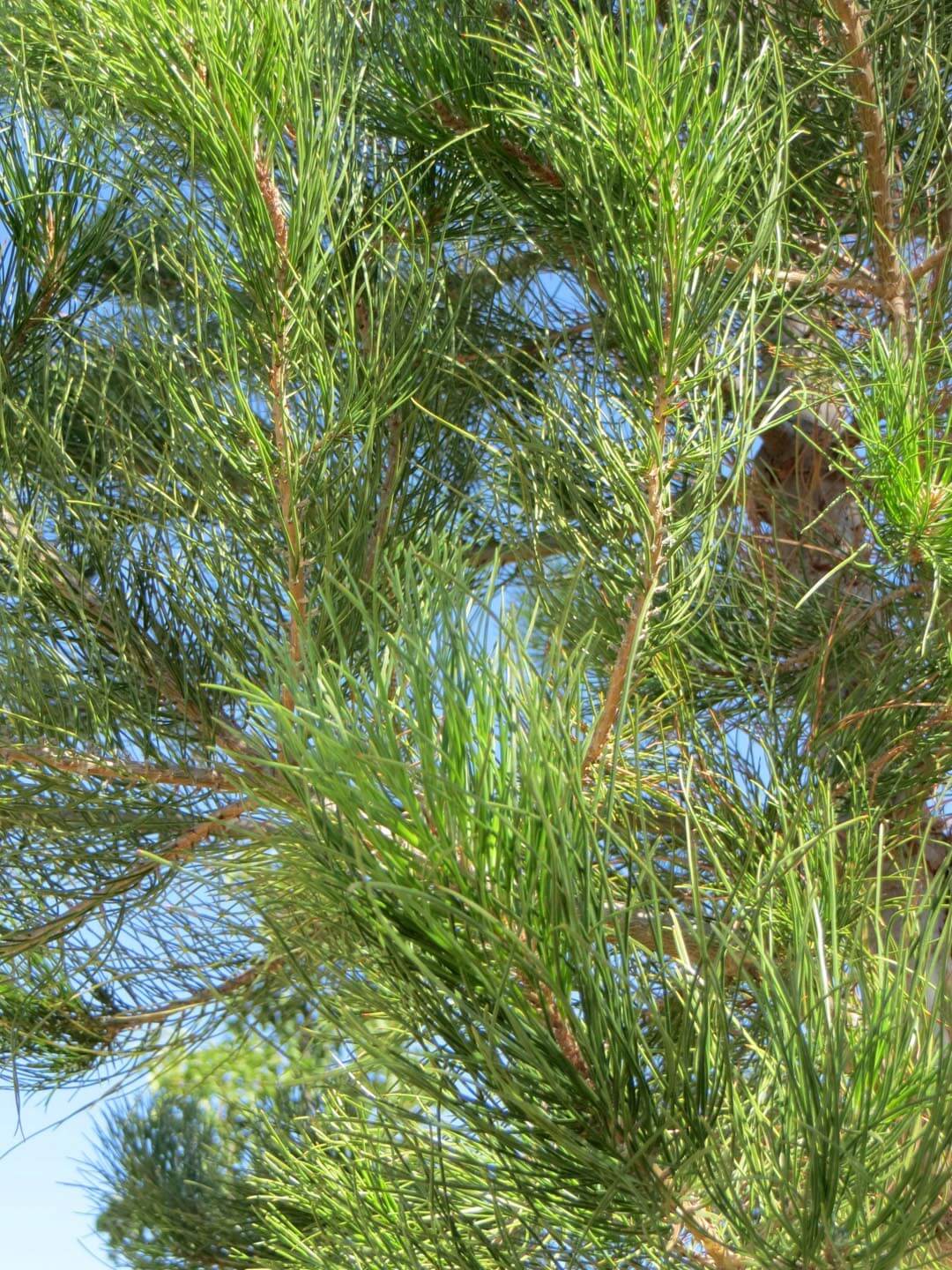 Pinus eldarica