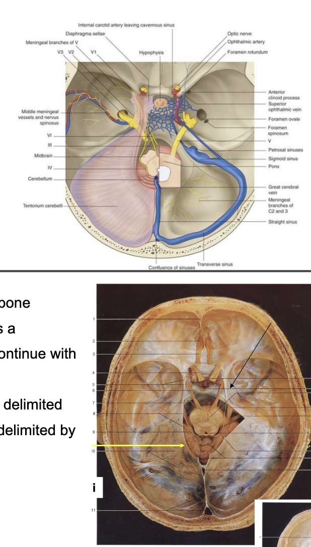 <ul><li><p><span>The brainstem with the cerebellum is located in the posterior cranial fossa – a very “tight” compartment</span></p><ul><li><p><span>Delimited inferiorly by the occipital bone&nbsp;</span></p></li><li><p><span>On left side – lamina of dura mater – the tentorium cerebelli&nbsp;</span></p><ul><li><p><span>Attaches posteriorly to the transverse groove of the occipital bone &amp; attaches on the surface of the petrous portion of the temporal bone. It continues its attachment anteriorly at the clinoid processes of the sphenoid bone&nbsp;</span></p></li></ul></li><li><p><span>This attachment of the tentorium cerebelli leaves a passageway/opening so that the midbrain can continue with the diencephalon&nbsp;</span></p></li><li><p><span>*** Not only tight because posteriorly &amp; inferiorly delimited by the bones – but also because superiorly it is delimited by the tentorium cerebelli.&nbsp;</span></p><ul><li><p><span>Occipital lobe lies over the tenrotium cerebellum because the posterior fossa is occupied by the cerebellum &amp; brainstem, meaning that the superior surface of the cerebellum is in communication with the occipital lobe via this lamina of dura mater called the tentorium cerebellum</span></p></li></ul></li></ul></li><li><p><span>The presence of the tentorium cerebellum divides the neurocranium into a supratentorial &amp; infratentorial compartment –</span></p><ul><li><p><span>Cerebral hemispheres – supratentorial</span></p></li><li><p><span>Brainstem &amp; cerebellum – infratentorial</span></p></li></ul></li><li><p><span>Supratentorial is divided into 2 parts (lobes) by the great cerebral falx</span></p></li></ul>