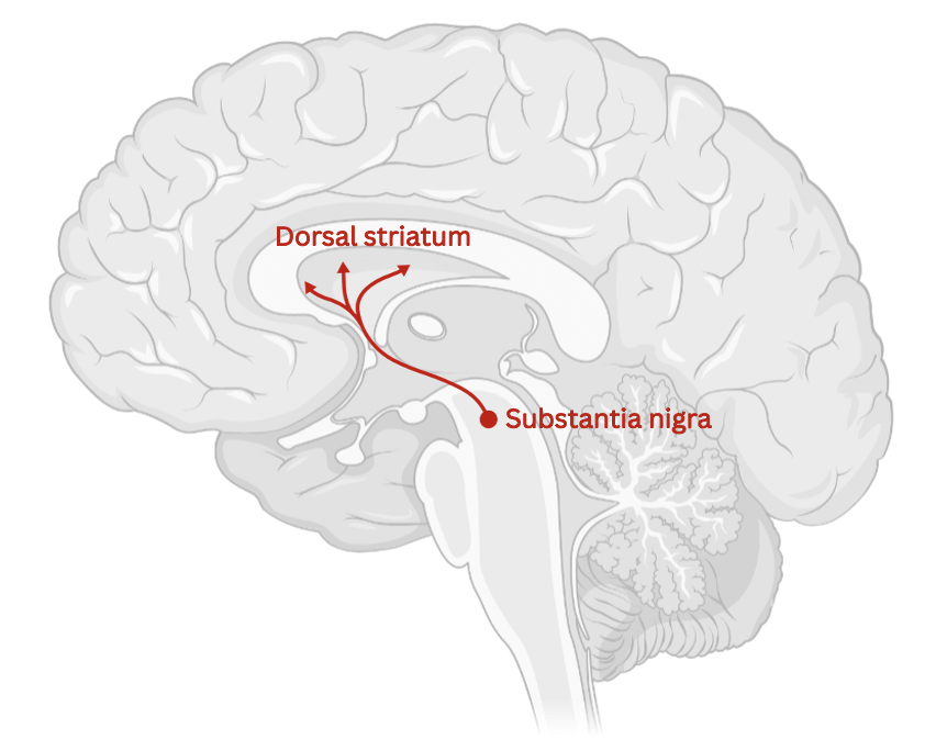 <p>Most dopamine producing neurons are found in the VTA and <strong>Substantia Nigra</strong></p><p></p><p>The Substantia Nigra forms the <strong>Nigrostriatal Pathway</strong> which is black due to (neuro)melanin (byproduct of dopamine synthesis)</p><p></p><p>Nigrostriatal pathway links substantia nigra to the <strong>basal ganglia</strong> with the <strong>caudate</strong> and <strong>putamen</strong></p><p></p><p>The dorsal striatum <strong>consists of the caudate nucleus and the putamen</strong>. A white matter, nerve tract (the internal capsule) in the dorsal striatum separates the caudate nucleus and the putamen.</p><p></p><p>The main function of the nigrostriatal pathway is to <strong>influence voluntary movement</strong> through <strong>basal ganglia motor loops</strong>.</p>