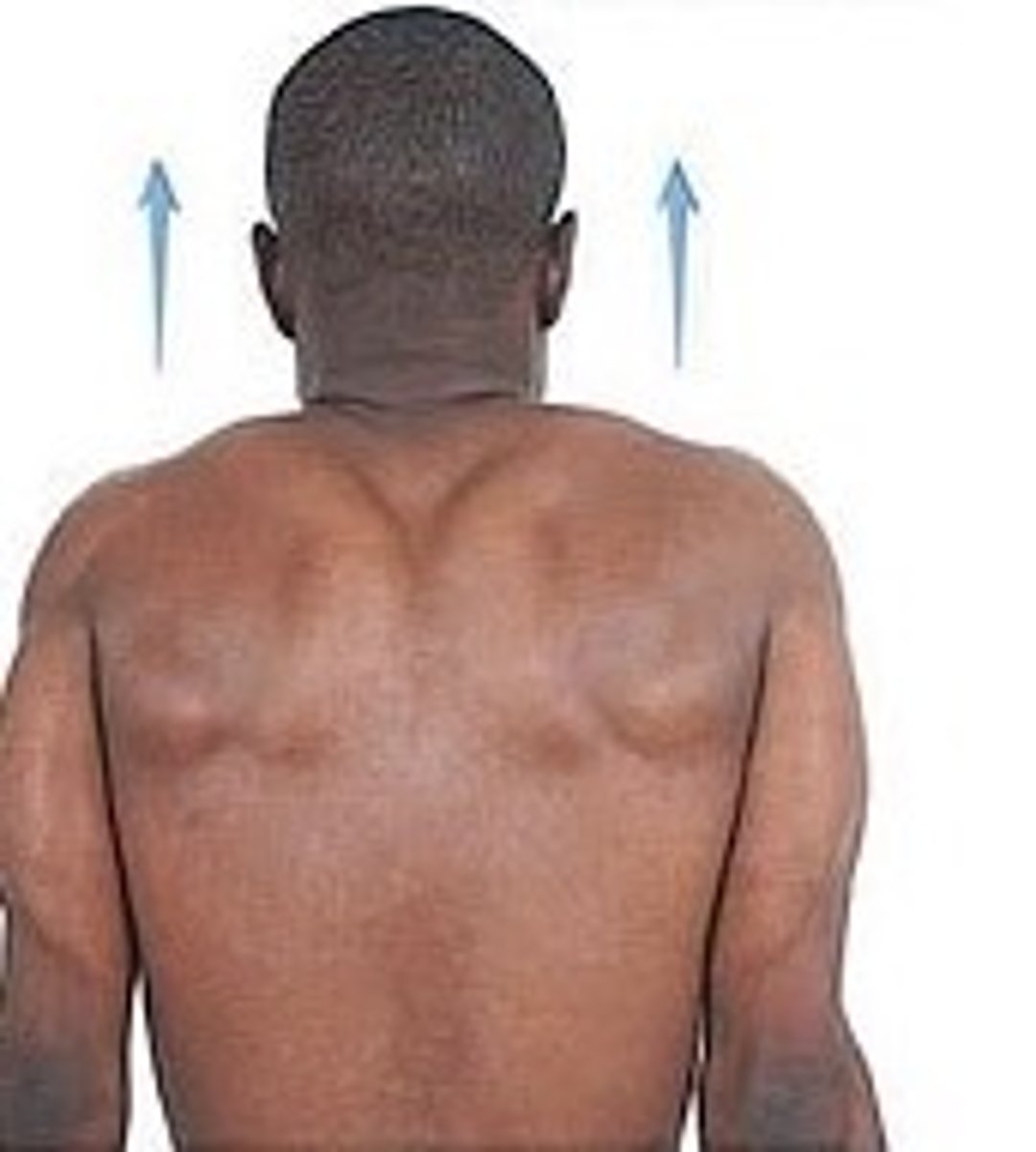 <p>To raise a body part, as in shrugging the shoulders.</p>