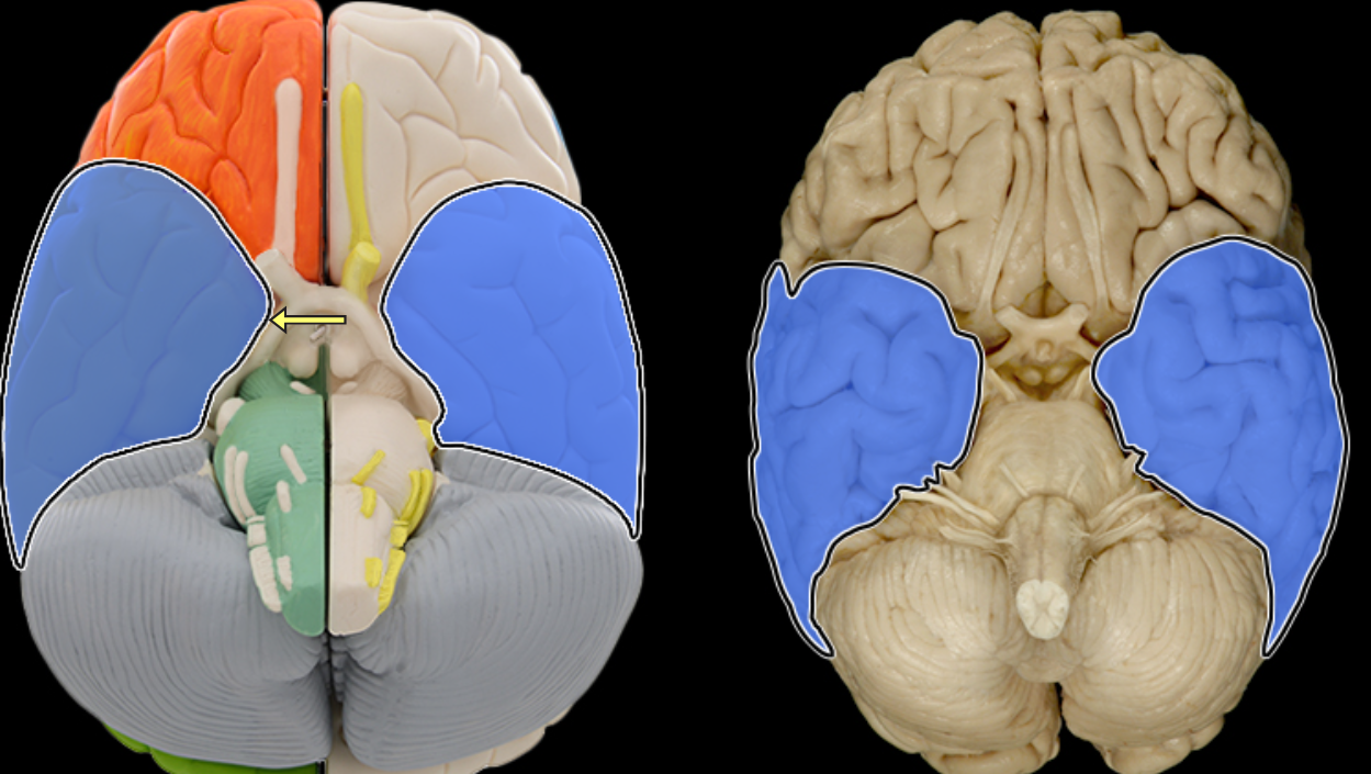 <p>Temporal lobe</p>