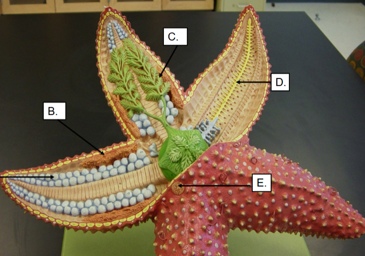 <p>What are the caviar-like structures labeled as B?</p>