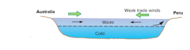 <p>Schematic cross-section. Weakened trade winds plus winds from the west cause warm water to accumulate along the equatorial Americas.</p>