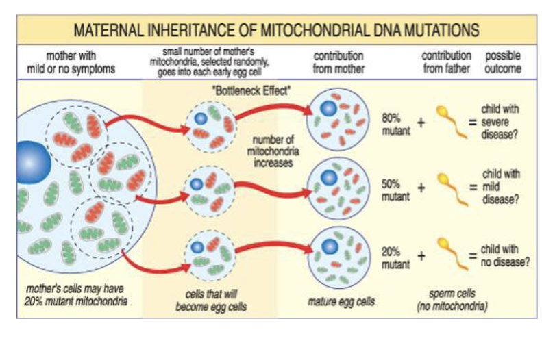 <p>2 types of genes essential lfor mitchondria function</p><ol><li><p>Gene encoded in the nuclear genome lead to autosomal dominant, autosomal recessive, &amp; X-linked pattern</p></li><li><p>Mitochondrial genome inherited in a maternal pattern that is always from mother</p><ul><li><p>During conception, when sperm fuses with egg, the sperms mitochondria do not contirbute to the fertilized egg, so all mitochondria come from mother</p></li><li><p>Egg will have hundreds of individul mitchondria, so severity of mitochondria disease reflects the number of mutated mitochondria in egg</p></li></ul></li></ol><p></p>