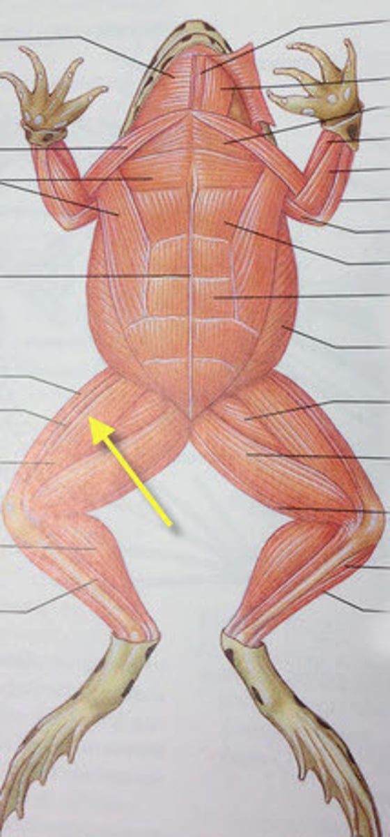 <p>Proximal hindlimb segment providing propulsion — Region between hip and knee</p>