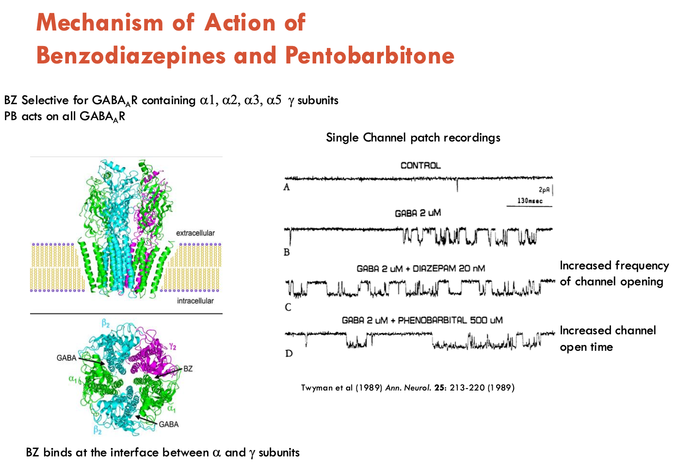 <p>BZ acts selectively on GABA<sub>A</sub>R that contain α1, α2, α3, or α5 subuntis, along with a γ subunit</p><ul><li><p>BZ binds at the interface of α and γ subunits (distinct from GABA binding site)</p></li><li><p><strong>do not activate</strong> the receptor by themselves but <strong>enhance GABA’s inhibitory effects</strong> by increasing channel opening frequency</p></li><li><p>relatively safe</p></li></ul><p class="p2">PB acts on all GABA<sub>A</sub>R regardless of subunit composition</p><ul><li><p class="p2"><strong>increases the duration</strong> of chloride channel opening in response to GABA</p></li><li><p class="p2">At high concentrations, PB can <strong>directly activate GABA<sub>A</sub>Rs</strong> even in the <strong>absence of GABA</strong>, which contributes to its sedative and anticonvulsant effects</p></li><li><p class="p2">can be lethal</p></li></ul><p></p>