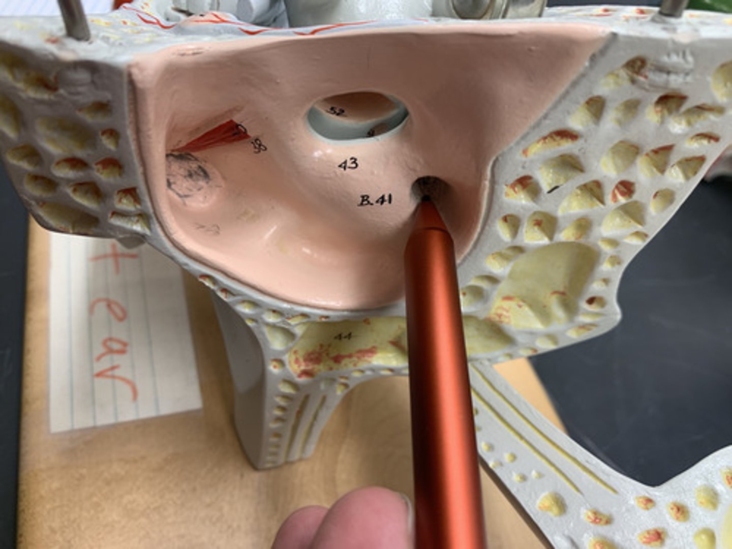 <p>located just below the oval window; equalize pressure in the inner ear</p>