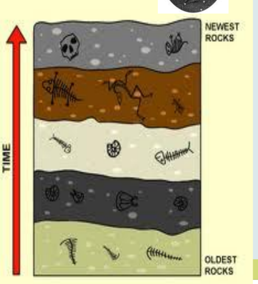 <p>Cuvier noticed that all fossils from <strong>deeper layers were simpler</strong> than the <strong>more complex fossils above them.</strong></p><p>older fossil are deeper</p><p>newer fossils are closer to surface</p>