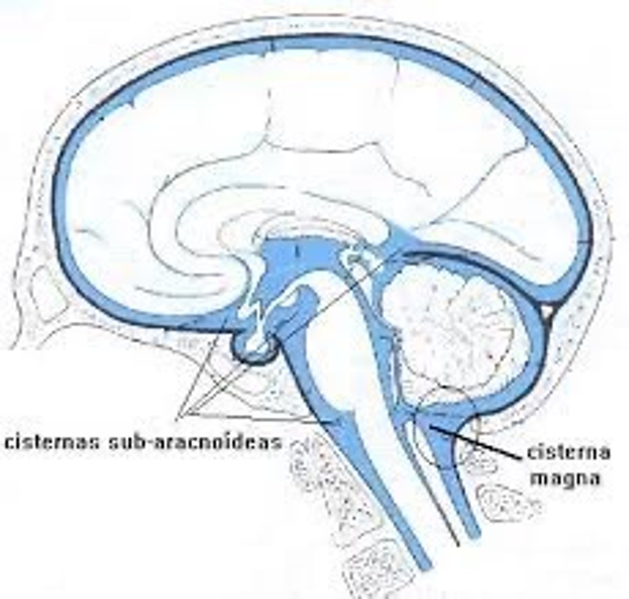 <p>caudal to cerebellum and lying above the foramen magnum</p>
