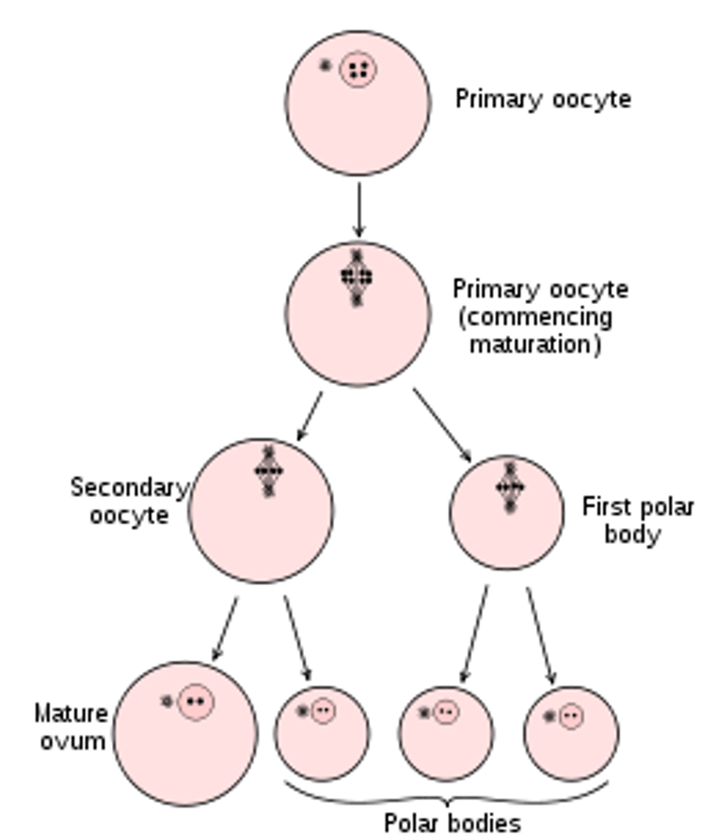 <p>formation of egg</p>