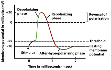 <p>Depolarization (Na+ influx) getting positive, repolarization (K+ efflux) getting negative again, hyperpolarization (super negative), return to resting membrane potential.</p>