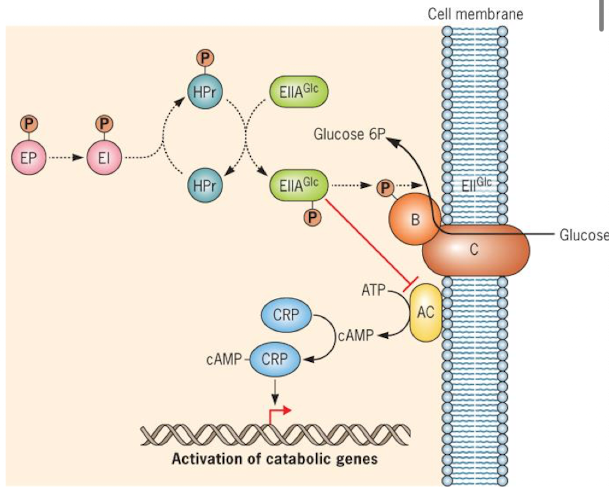 <p>How does catabolite repression regulate the lac operon?</p>