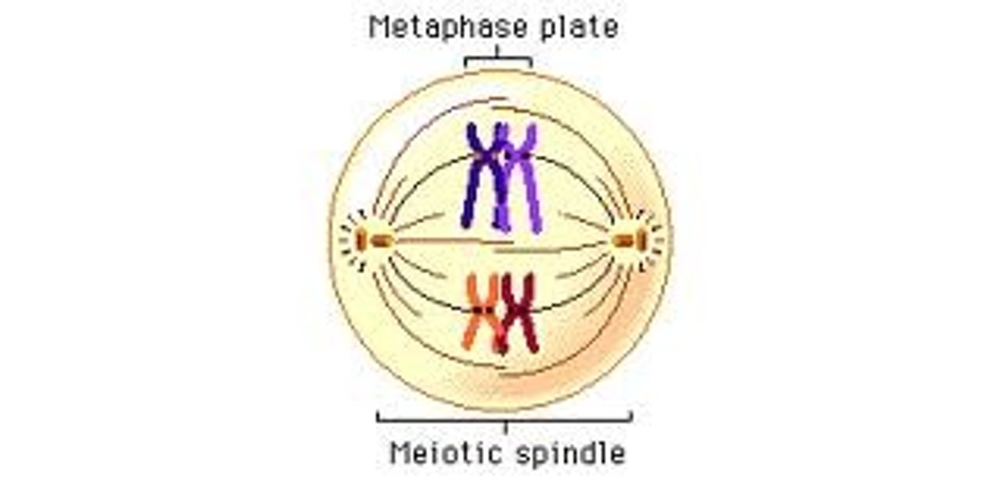 <p>homologous pairs (tetrads) align at the equatorial plane and each pair attaches to a separate spindle fiber at the kinetochore</p>