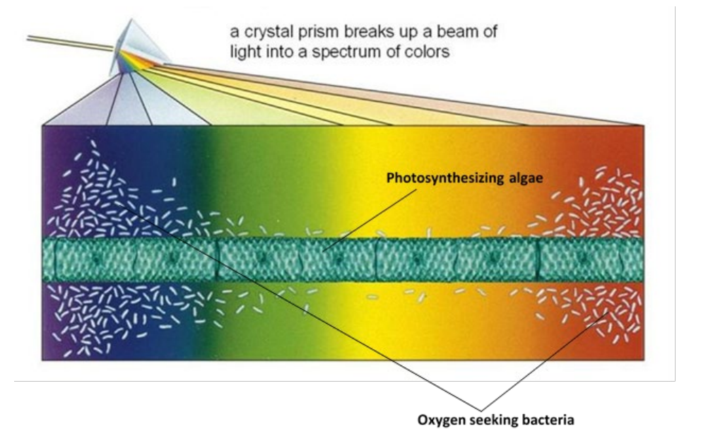 <p>he was trying to discover which wavelengths of light are absorbed most by plants and used in photosynthesis </p>