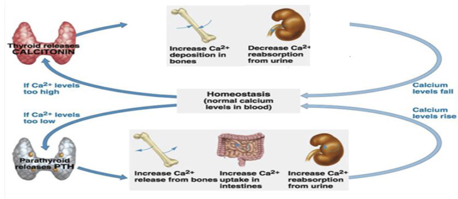 <p>by plasma Ca<sup>2+ </sup>levels. high when Ca<sup>2+</sup> is high, low when Ca<sup>2+</sup> is low. ‹</p>