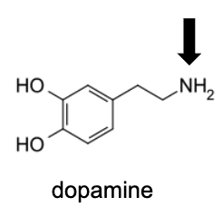 <p>Name Enzyme&nbsp;</p>