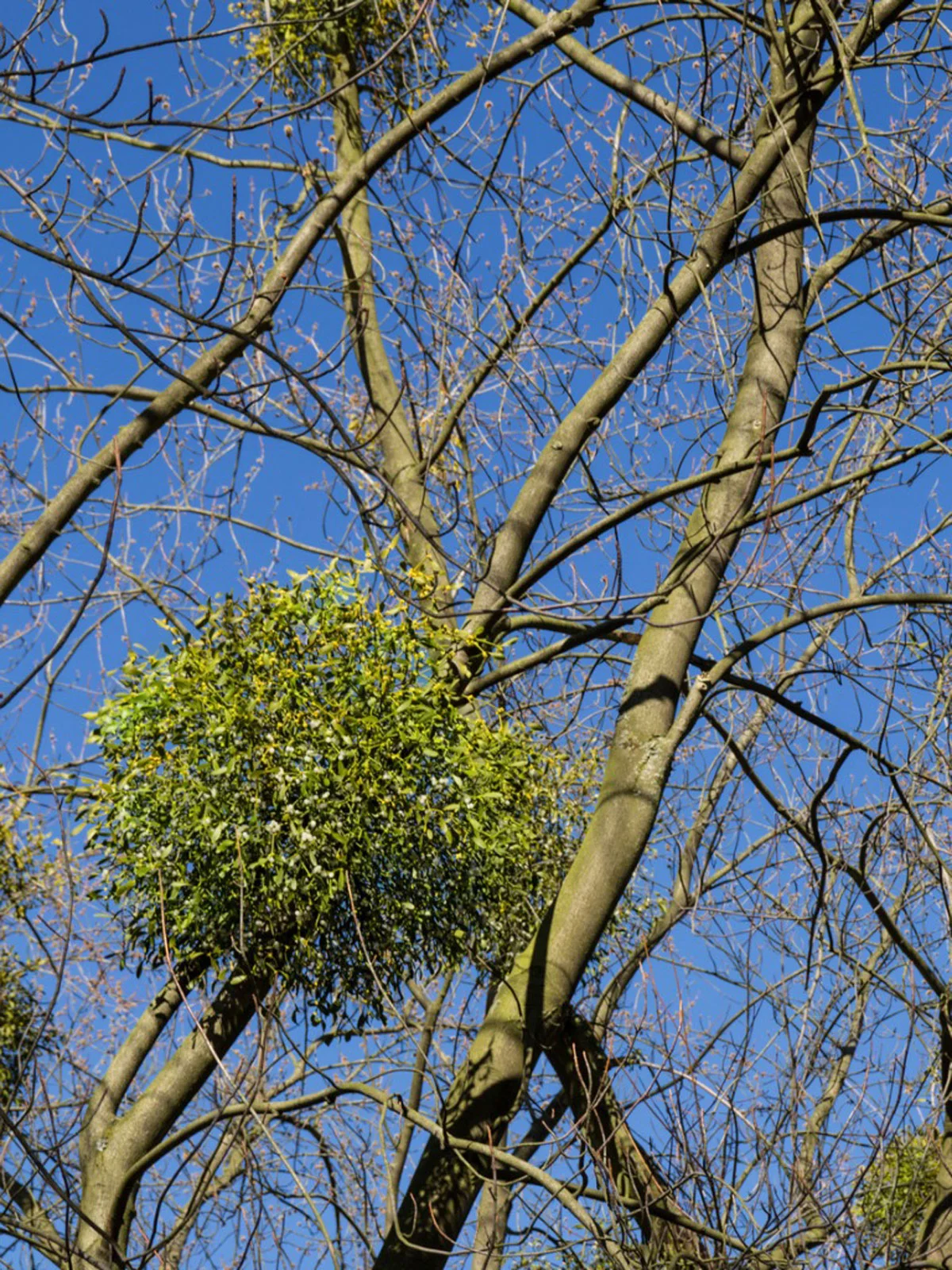 <p>green bush in top of tree.</p>