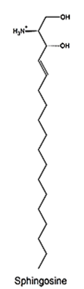 <p>True or False: Structurally, sphingolipids are the amide derivative of the amino alcohol called sphingosine</p>