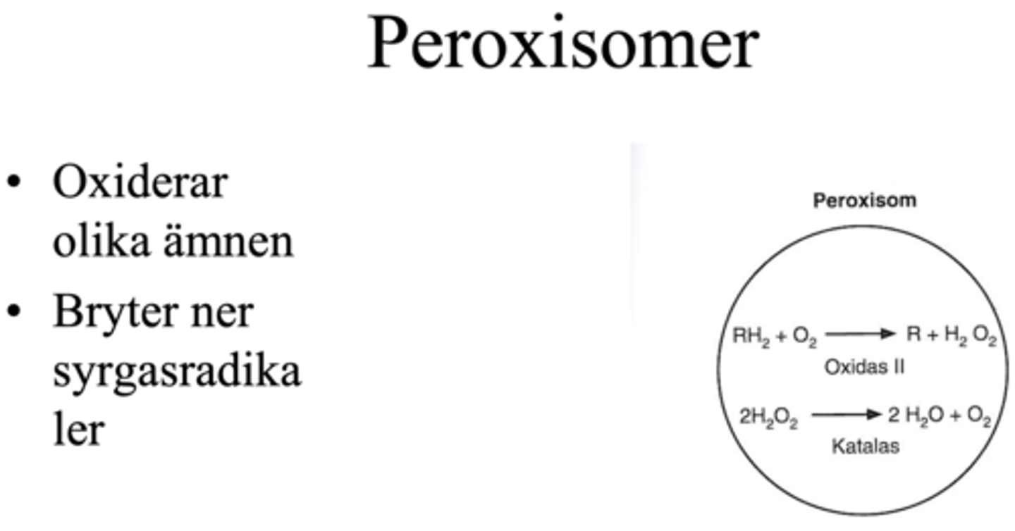 <p>- Det är en liten membranomsluten organell</p><p>- Peroxisom oxiderar skadliga ämnen och bryter ner syrgasradikaler med hjälp av: Oxidas II och Katalas </p>