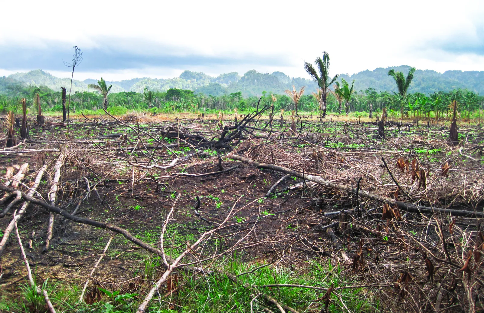 <p><span>A farming method where farmers clear a piece of land to grow crops, then move to another area and let the first one recover.</span></p>