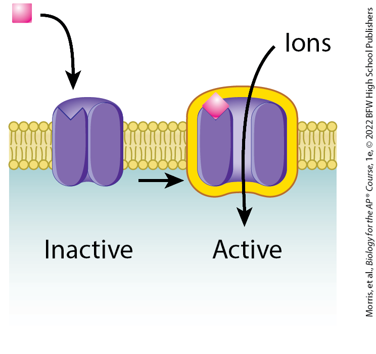 <p>binding a ligand changes the shape of the ligand-gated ion channel, opening a channel through which ions can flow across the cell membrane. Until it binds the ligand, the receptor is in its inactive, closed conformation. Binding the ligand activates the receptor, opening the channel</p>