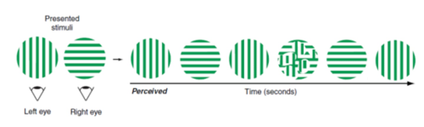 <p>theory of fusion stating that only one of the monocular images reaches consciousness at a time, alternating between right and left eye views. Based off of the ideal of binocular rivalry. Proven to be false under natural viewing conditions.</p>