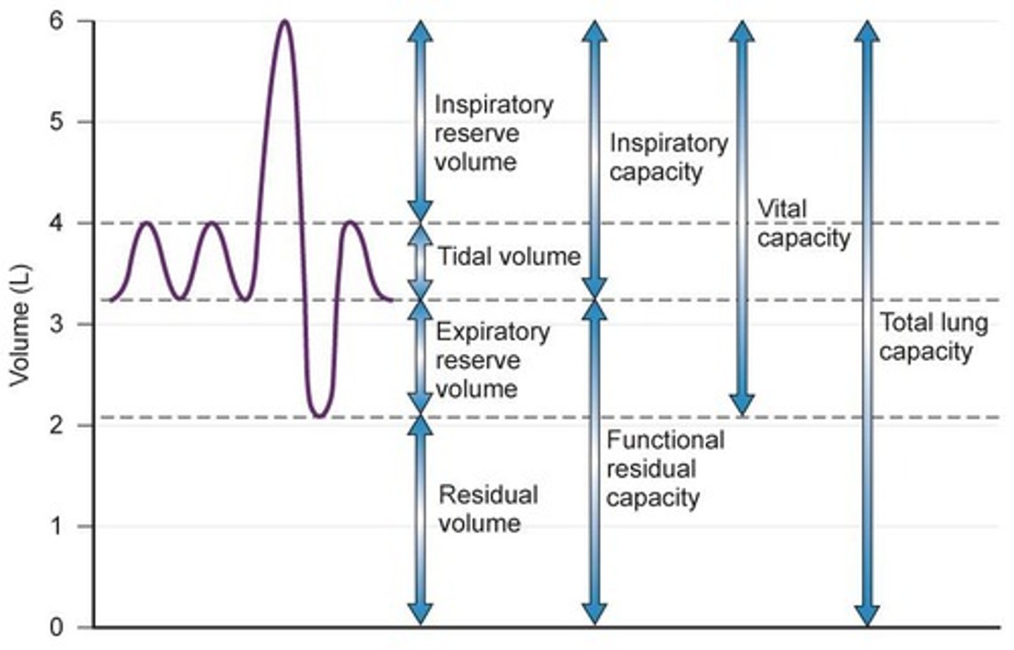 <p>Data collected includes lung volumes and capacities, spirometry, maximum voluntary ventilation (MVV), and diffusing capacity (DLCO).</p>