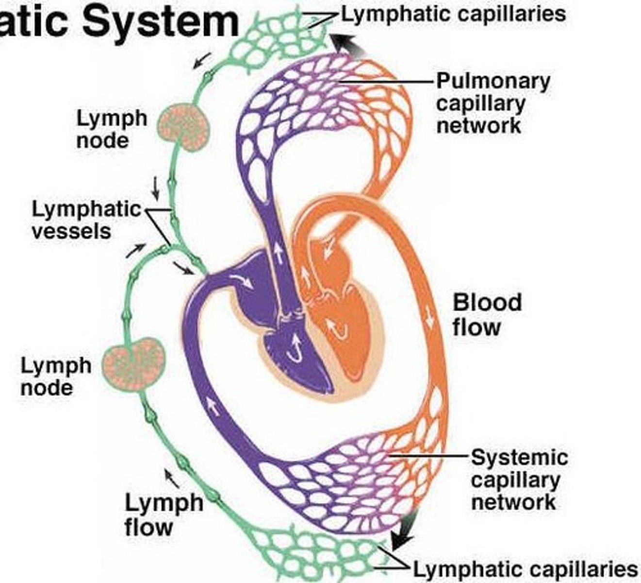 <p>It can lead to bleeding, shock, and increased risk of bacterial infections.</p>
