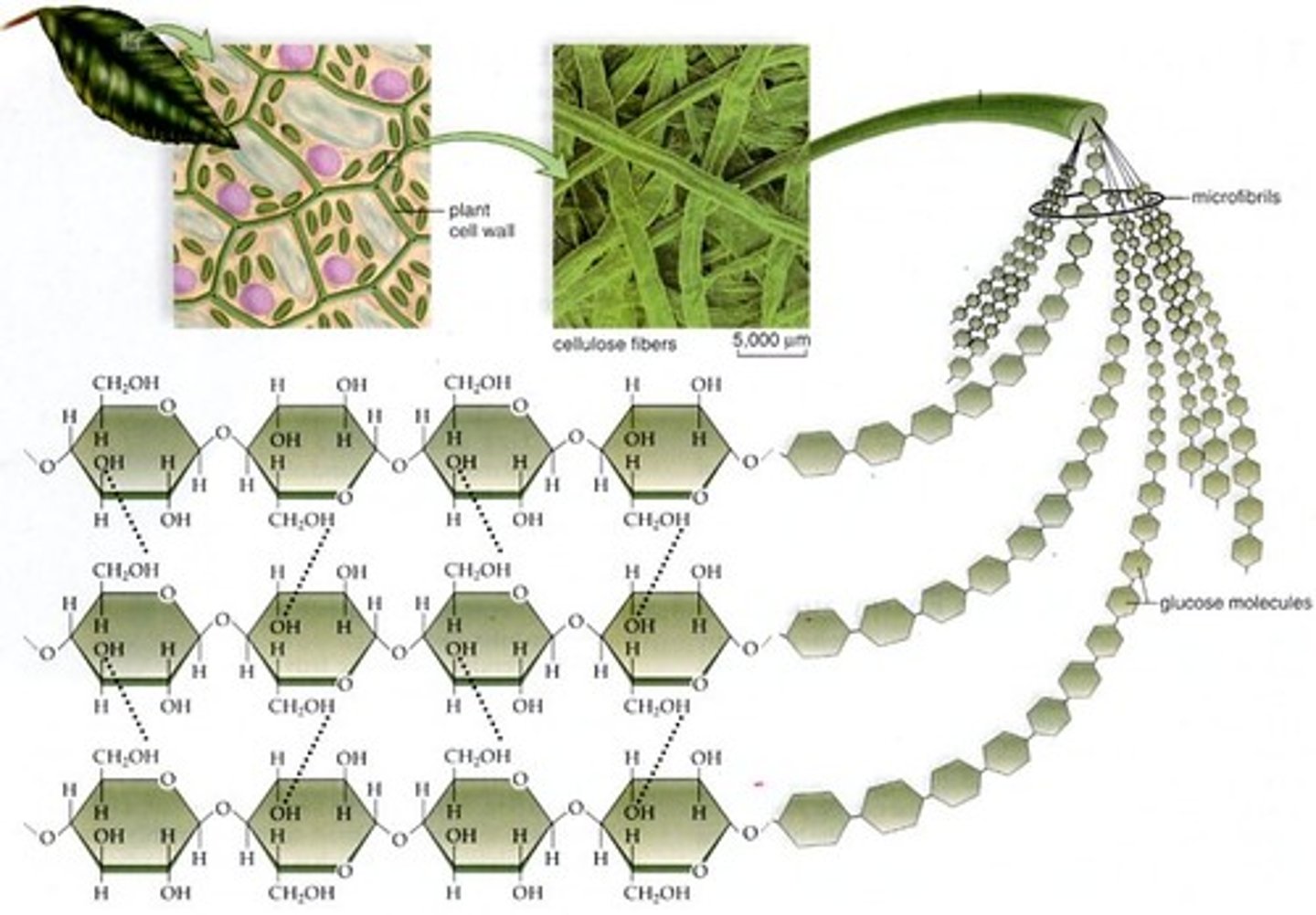 <p>Alternating OH groups allow additional hydrogen bonding; forms cross-link to provide tensile strength</p>