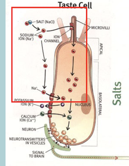 <p>Taste transduction for SALTY foods:</p><ul><li><p>Na+ ion channels &nbsp;</p></li><li><p>Salt = NaCl&nbsp;</p></li><li><p>Na+ from salt enters the cell and causes it to DEPOLARIZE </p></li></ul><p></p>