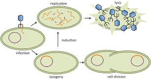 <p>What causes the cell to lyse during the Lytic cycle?</p>