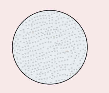 <p>Describe the function of the lysosome</p>