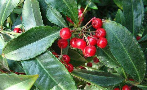 Christmas Berry