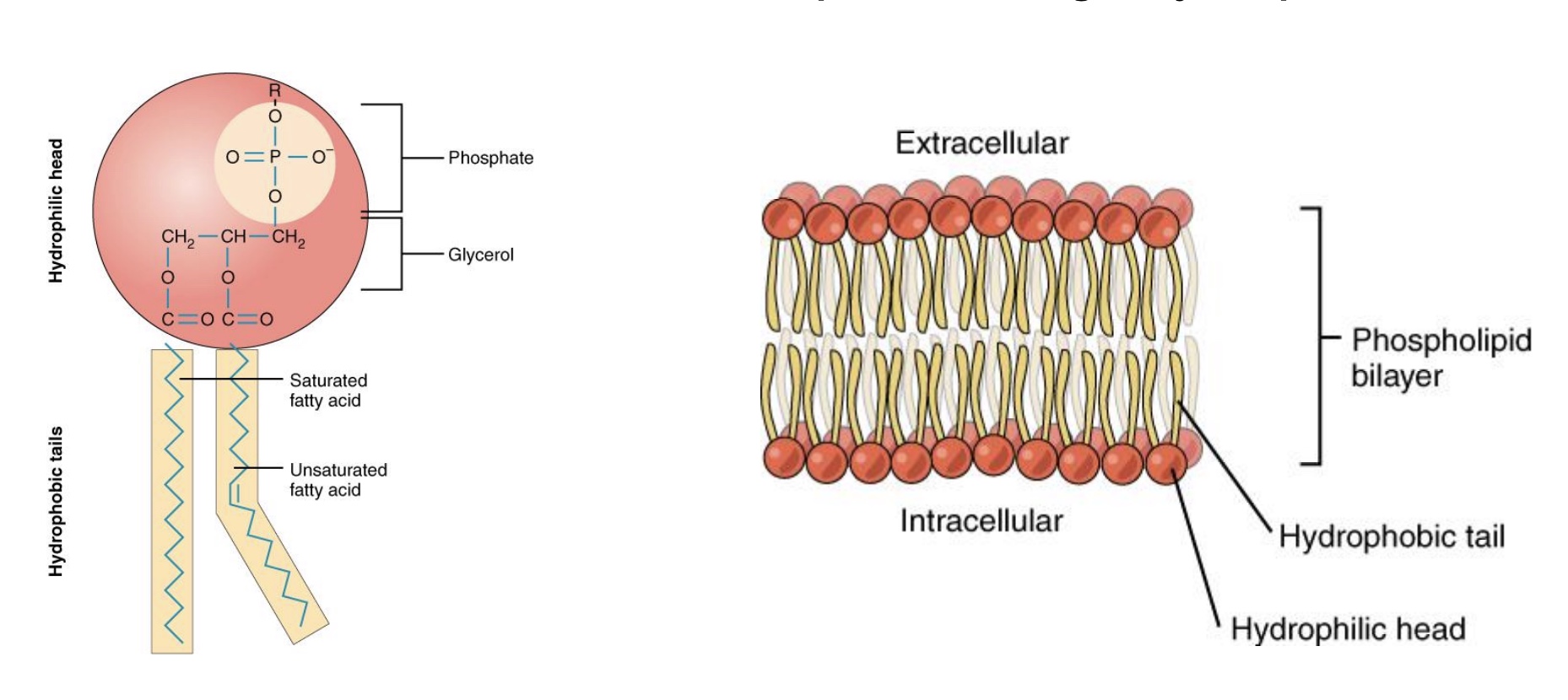 <p>-Phospholipid bilayer </p><p>•Hydrophilic heads: toward watery environment/ISF/cytosol, both sides </p><p>*water soluble</p><p>•Hydrophobic fatty-acid tails: inside membrane </p><p>•Ions and water-soluble molecules cannot pass through hydrophobic membrane interior</p>