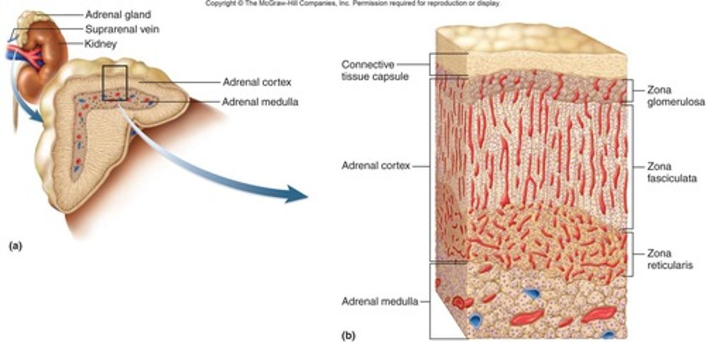<p>Composed of cortex (external) and medulla (internal).</p>