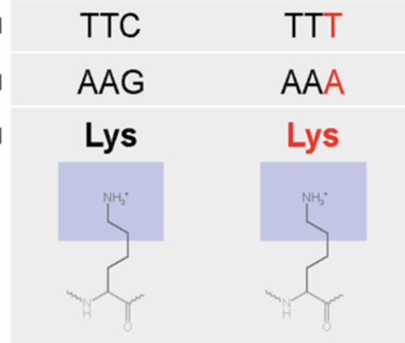 <p>silent (protein mutations)</p>