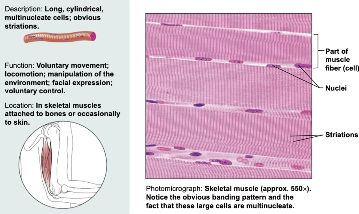 <p>Long, cylindrical multinucleate cells; obvious striations. Functions to produce voluntary movements, locomotion, manipulation of environment.</p>