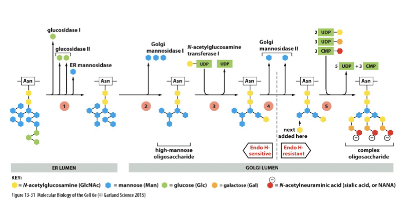 <p>bacterial protein (experimental system) that removes entire tree of N-linked oligosaccharides. It is blocked by oligosaccharide modifications in late Golgi</p><p>After processing in medial Golgi, glycoproteins become resistant to hydrolysis by this enzyme. Can use this resistance to track progression of the glycoprotein through the Golgi stack. </p>